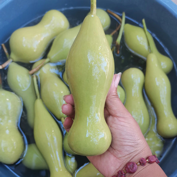 'Ben Zhang' Gourd, 10 Seeds