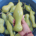 'Ben Zhang' Gourd, 10 Seeds