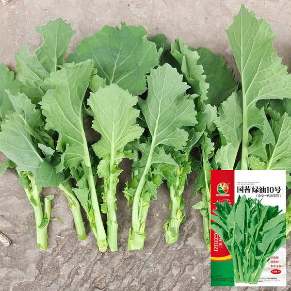 Lvyou No.10 Youcaitai Seeds, 10g