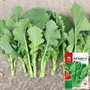 Lvyou No.10 Youcaitai Seeds, 10g