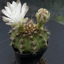 Gymnocalycium anisitsii, 3-4cm