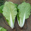 'Jinmei 516' Fast-growing Bok Choy Seeds, 10g