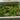 Sweet Crispy Pea Shoots Seeds, 50g