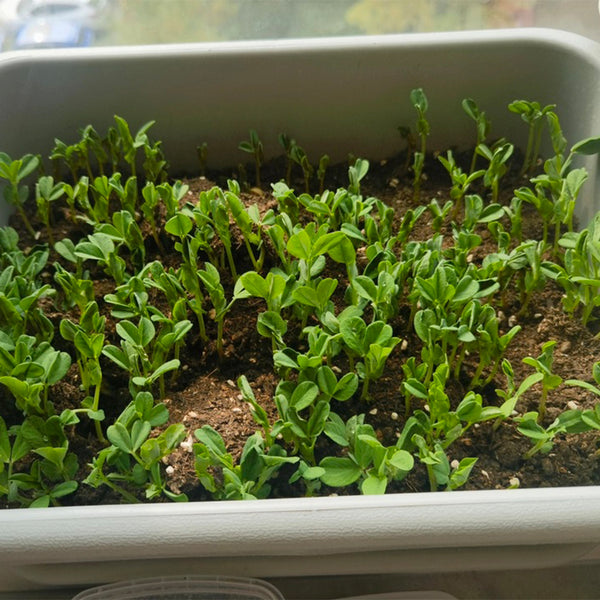 Sweet Crispy Pea Shoots Seeds, 50g