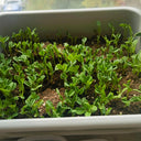 Sweet Crispy Pea Shoots Seeds, 50g