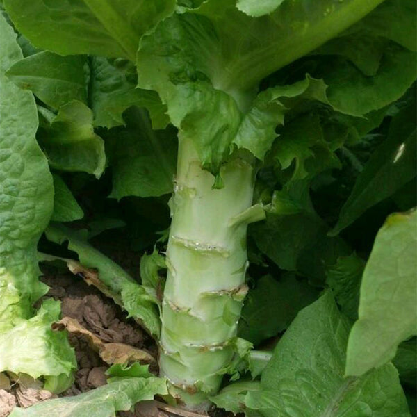'Keguang No.1' Stem Lettuce Seeds, 10g