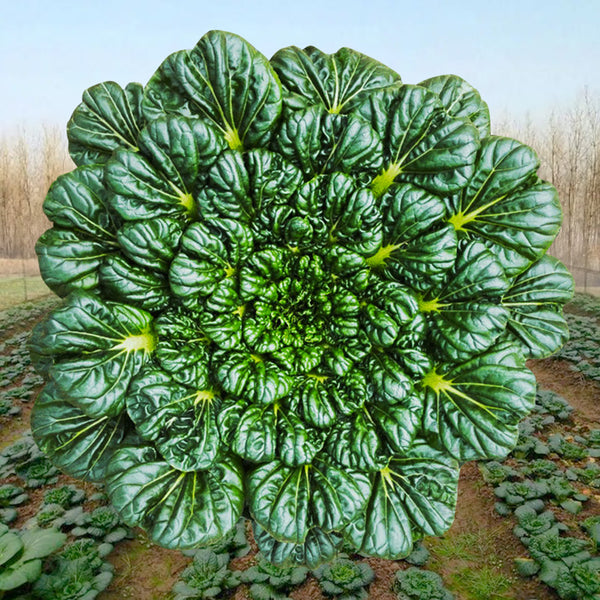 Flat Cabbage Seeds, 10g