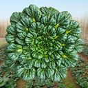 Flat Cabbage Seeds, 10g