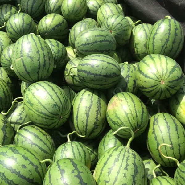 'Super Sweet 2K' Watermelon, 10 Seeds