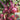 Dutch Red Beetroot Seeds, 2g