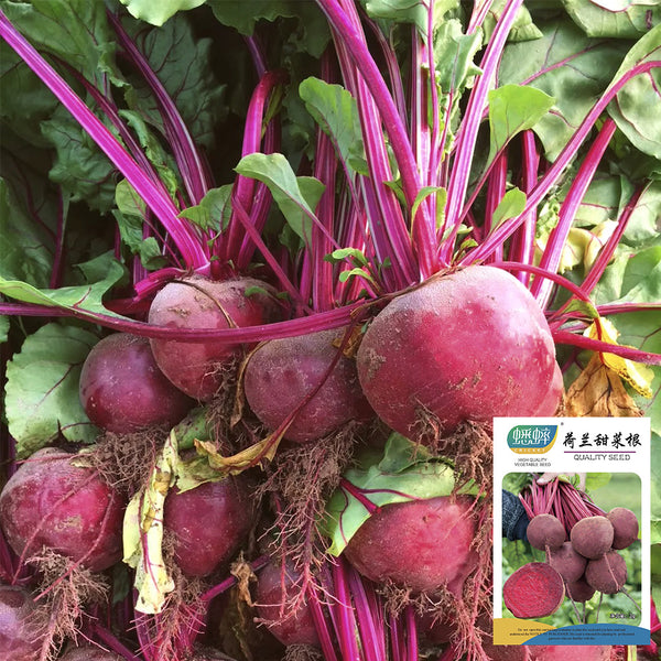 Dutch Red Beetroot Seeds, 2g