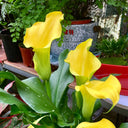'Dana' Calla Lily, 18/20cm Circumference, 1 Bulb