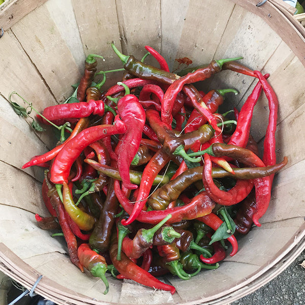 W960 Portugal Delicious Pepper, 5 Seeds