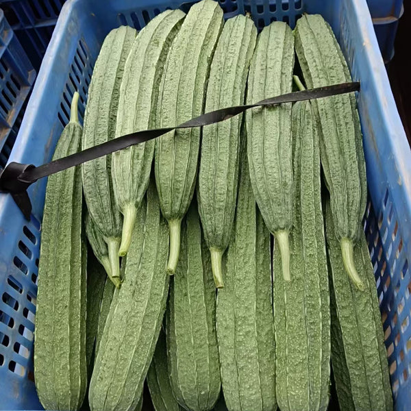 Jiemei Speckled Ridge Gourd, 20 Seeds
