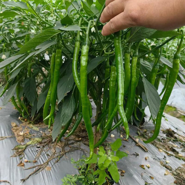 Erjingtiao Pepper Seeds, 1g