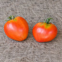 452 Dwarf Scarlet Heart Tomato, 5 Seeds