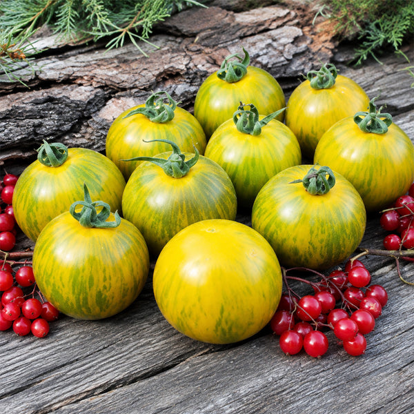 159 Seattle's Blue Woolly Mammoth Tomato, 5 Seeds