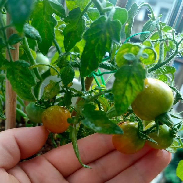 Hanging Tomato, 10 Seeds