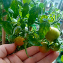 Hanging Tomato, 10 Seeds
