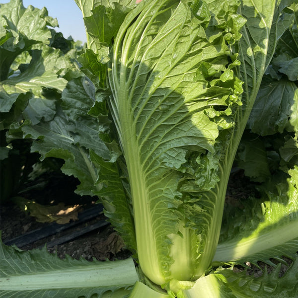 'Cuiqing No.8' Chinese Cabbage Seeds, 10g