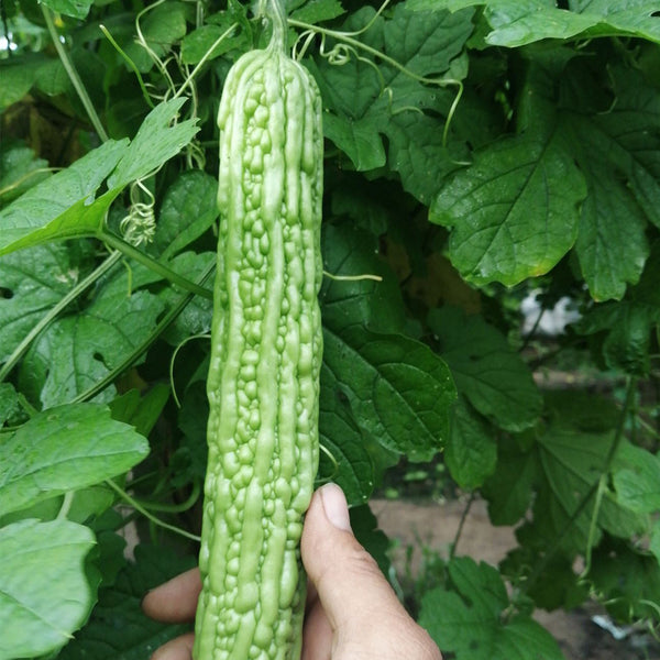 'Lvjinlong' Bitter Melon Seeds, 10g