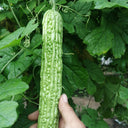 'Lvjinlong' Bitter Melon Seeds, 10g