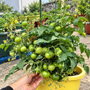 144 Dark Dwarf Multiflora Tomato, 5 Seeds