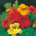 Aurora Nasturtium Mix Seeds, 50 Seeds