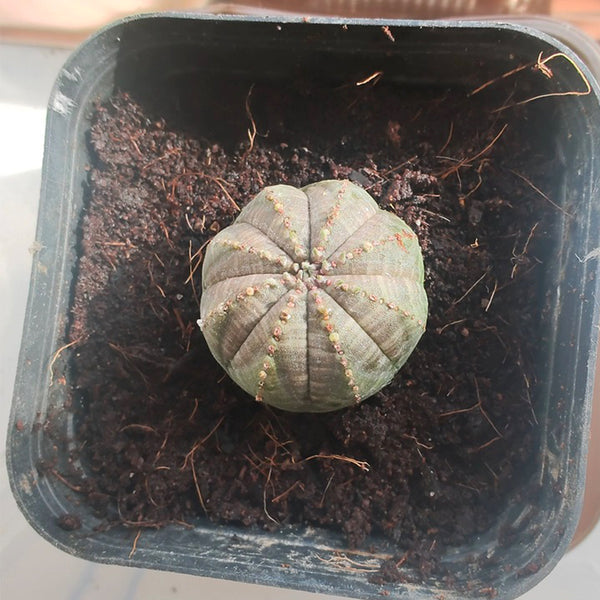 Euphorbia obesa Succulent, 2-3cm