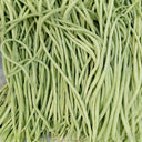 'Jiemei' Tianzhu White Long Bean Seeds, 20g