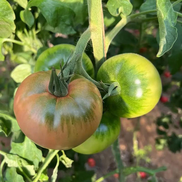 Xingchi Big Strawberry Tomato, 10 Seeds