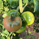Xingchi Big Strawberry Tomato, 10 Seeds