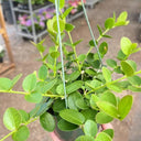 Hoya cumingiana, 5 Cuttings
