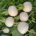 Crystal-clear White Radish Seeds, 10g