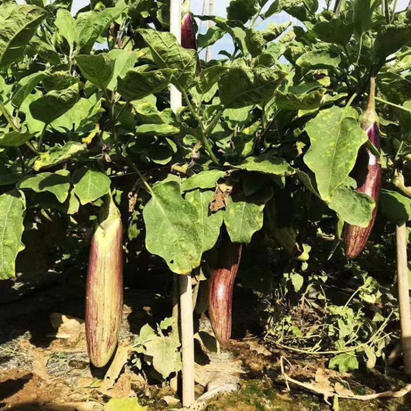 'Yu Zhusiqie 881' Hybrid Eggplant Seeds, 8g