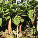 'Yu Zhusiqie 881' Hybrid Eggplant Seeds, 8g