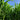 Sudangrass Seeds, 20 Grams ≈ 1300 ~ 1500 Seeds
