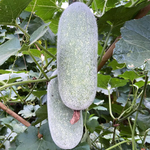 Taiwan Small Wax Gourd Seeds, 200 Seeds