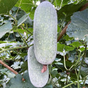 Taiwan Small Wax Gourd Seeds, 200 Seeds