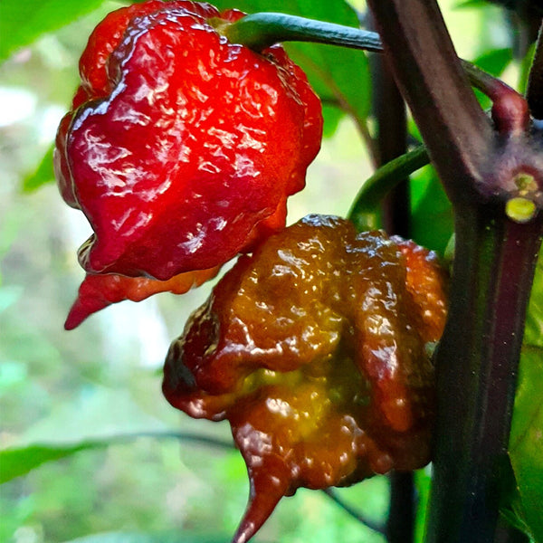 Purple Gator Jigsaw Ghost Pepper, 3 Seeds