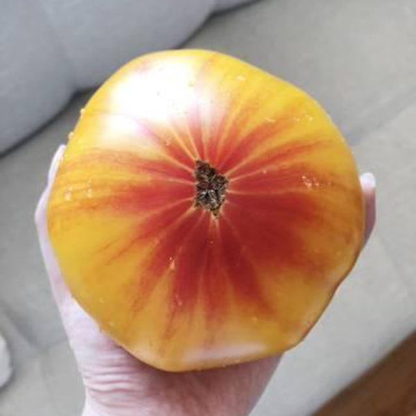 Cocktail Fruit Tomato, 20 Seeds
