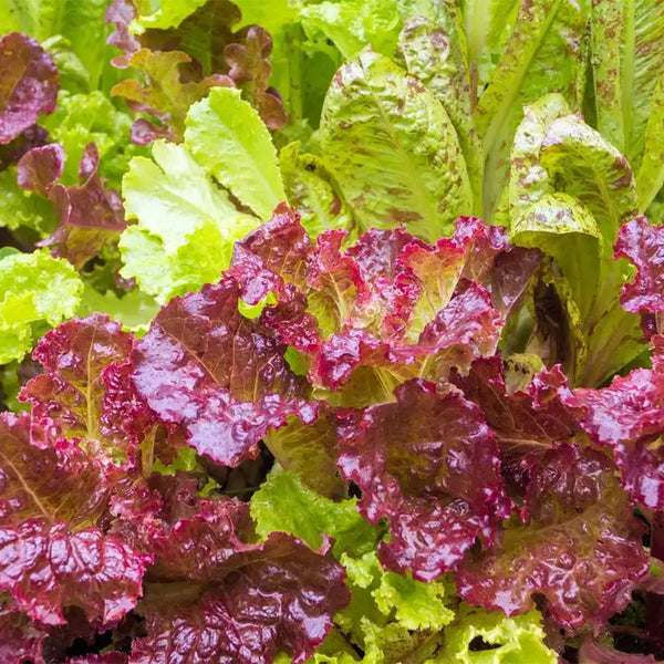 Red Loose-leaf Lettuce Seeds, 5g