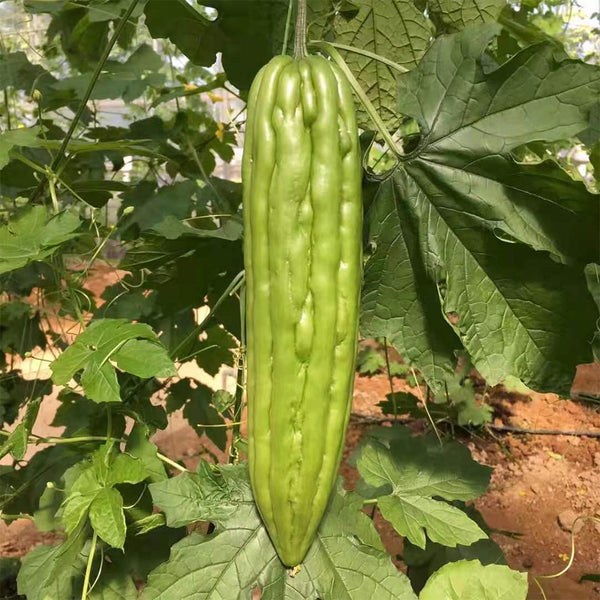 'Xinjinxiu No.12' Bitter Melon, 50 Seeds
