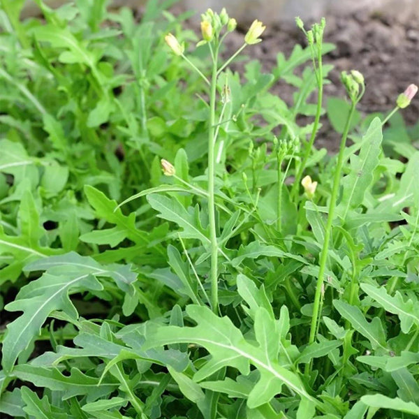 Arugula Seeds, 5g