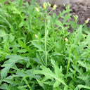 Arugula Seeds, 5g