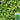 Medium-Leaf Garland Chrysanthemum Seeds, 20g