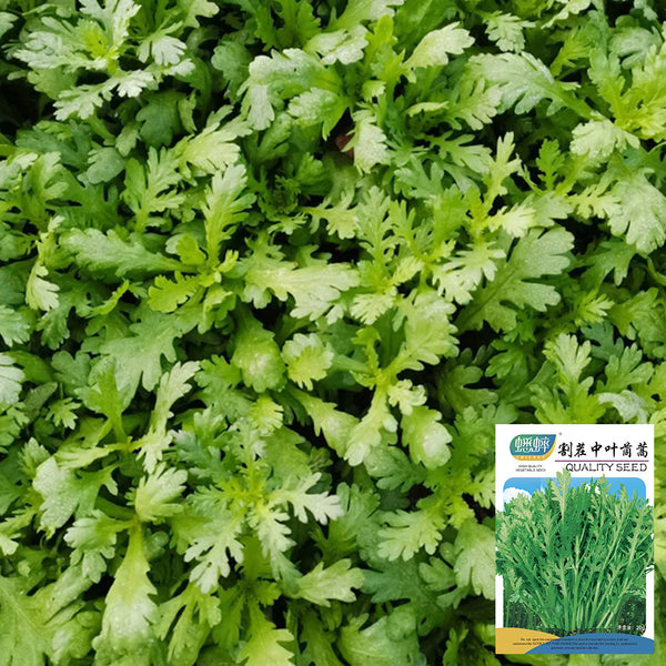 Medium-Leaf Garland Chrysanthemum Seeds, 20g