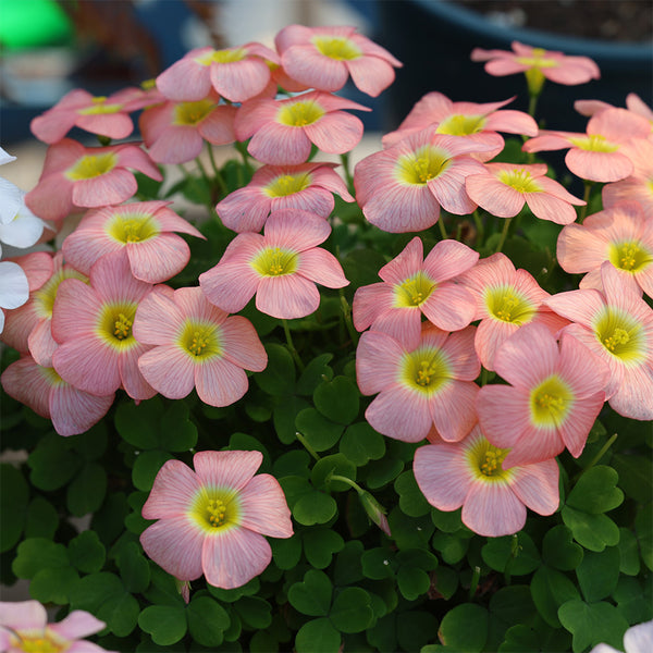 Oxalis obtusa Series Bulb - 'Moonrise Apricot', 10 Bulbs