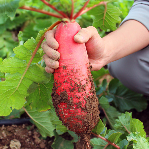 'Jinghong 30' Radish Seeds, 20g