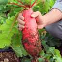 'Jinghong 30' Radish Seeds, 20g